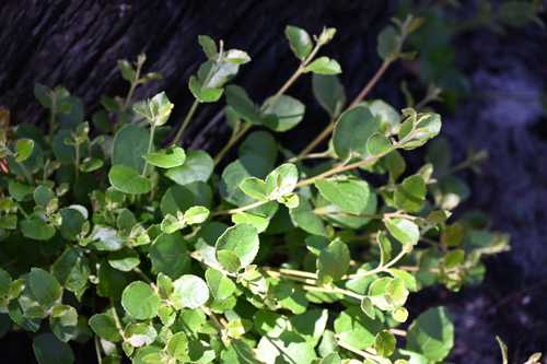 Eucalyptus baxteri, photograph 2