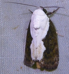 Tathothripa continua