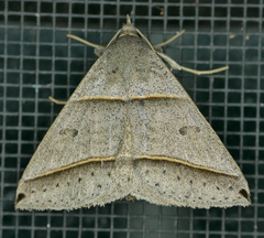 Ptichodis vinculum