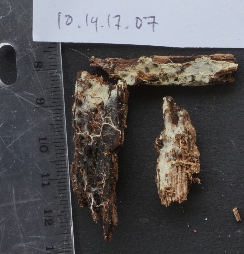 Phlebiella
