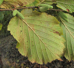 Phyllactinia guttata