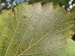 Phyllactinia guttata