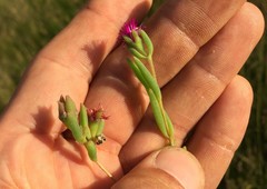 Delosperma lavisiae