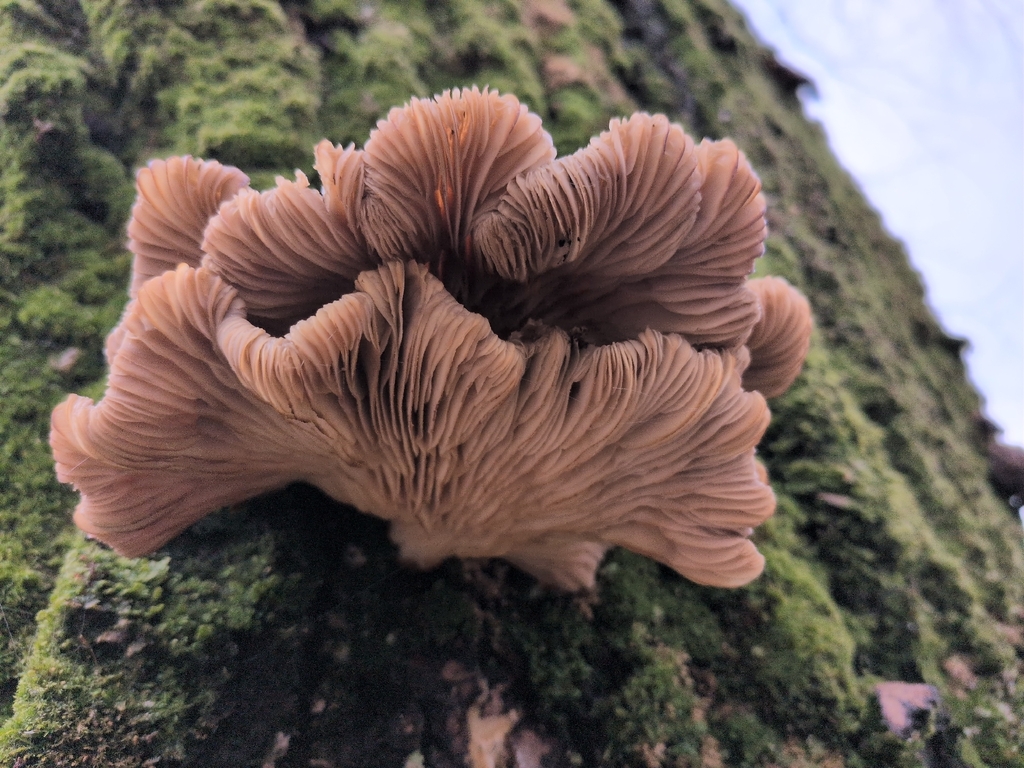 Pleurotus ostreatus · February 2026 · photo: © matejfranceskin (iNaturalist, cc-by)