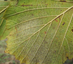 Phyllactinia guttata