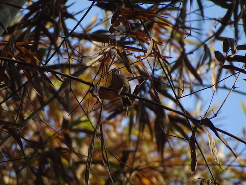 Grey-cheeked Fulvetta (Alcippe morrisonia)