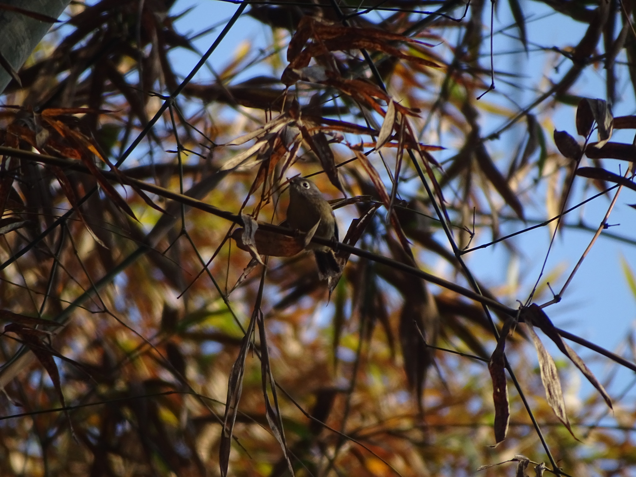 Grey-cheeked Fulvetta (Alcippe morrisonia), photo 1