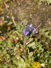 Veronica bellidioides