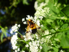 Volucella inflata