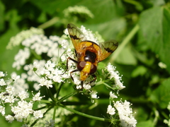 Volucella inflata