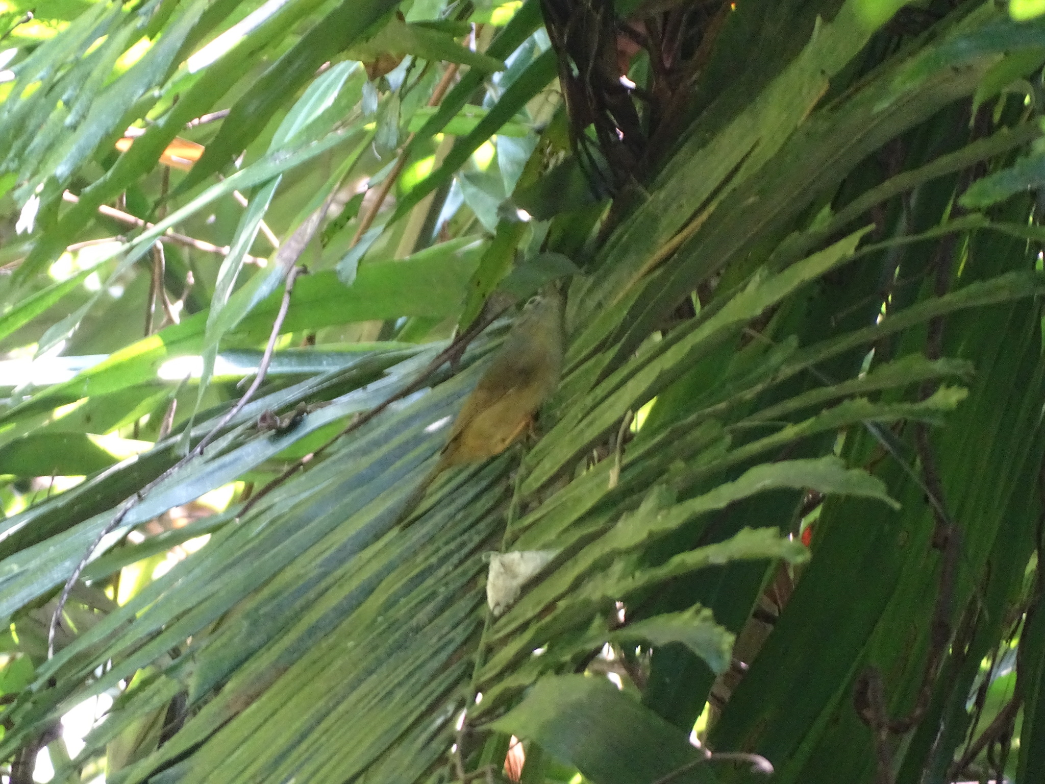 Grey-cheeked Fulvetta (Alcippe morrisonia), photo 2