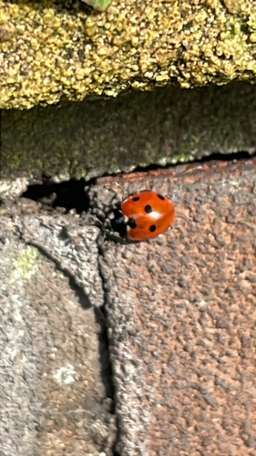 Seven-spotted Lady Beetle
