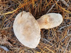 Tricholoma colossus
