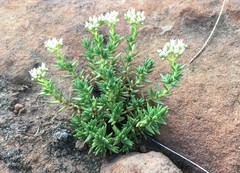 Crassula dependens