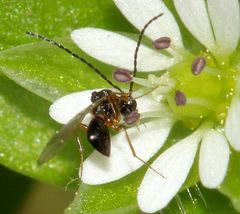 Figitidae