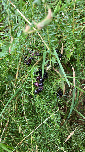 Coriaria plumosa, photograph 6