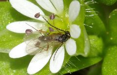 Figitidae