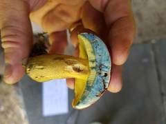 Butyriboletus roseopurpureus