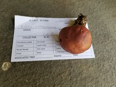 Butyriboletus roseopurpureus