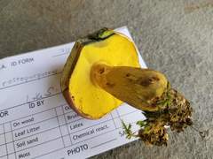 Butyriboletus roseopurpureus