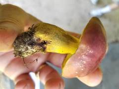 Butyriboletus roseopurpureus
