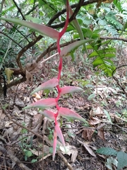 Heliconia chartacea
