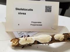 Skeletocutis nivea