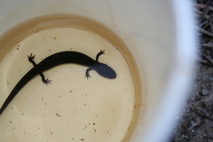 Stereochilus marginatus