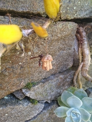 Polistinae