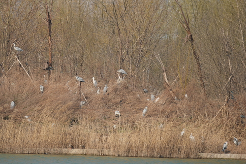 Grey Heron