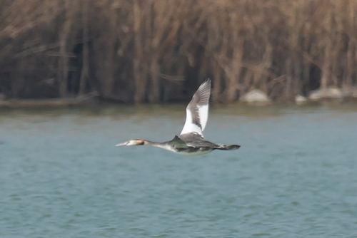 Great Crested Grebe