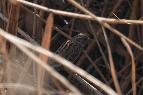 Black-faced Bunting