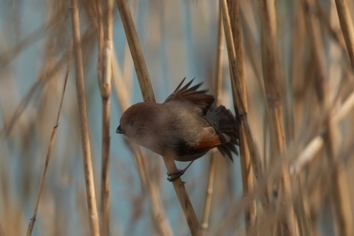 Vinous-throated Parrotbill