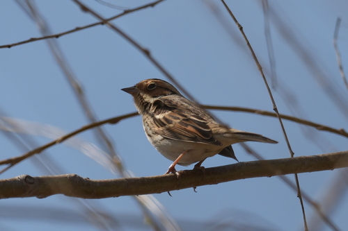 Little Bunting