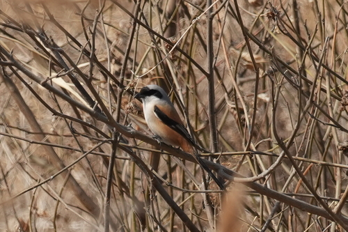 Long-tailed Shrike