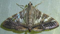 Glyphodes stolalis