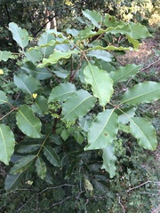 Metopium brownei