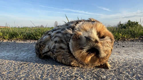 View observation of {o.common_name} on iNaturalist