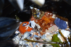 Acanthochitona garnoti