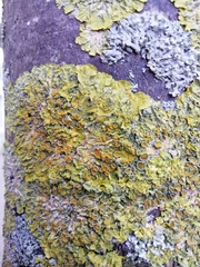 Xanthoria parietina