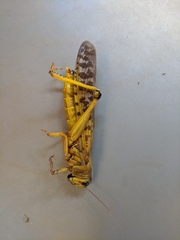Schistocerca gregaria