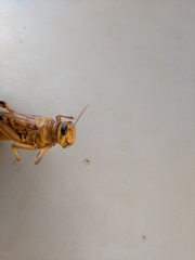 Schistocerca gregaria