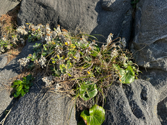 Ajania pacifica, photograph (c) Yoshihiro Tokue, some rights reserved (CC BY)