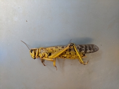 Schistocerca gregaria