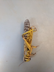 Schistocerca gregaria