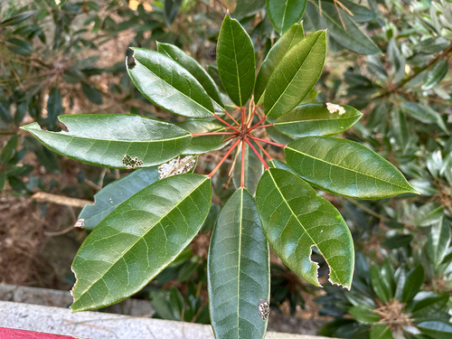 Daphniphyllum teijsmannii iNat (2)
