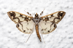 Polythlipta