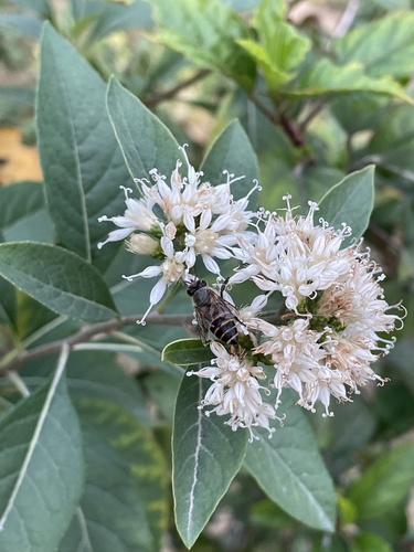 Asian Honey Bee