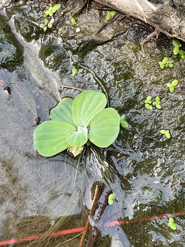 Water Lettuce