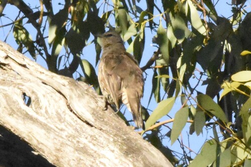 Brown Treecreeper (Climacteris picumnus), photo 4